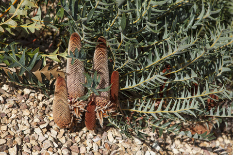 Banksia Blechnifolia 200mm