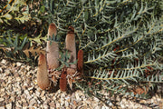 Banksia Blechnifolia 250mm