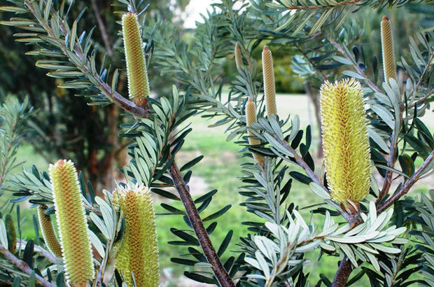 Banksia marginata silver banksia TUBE