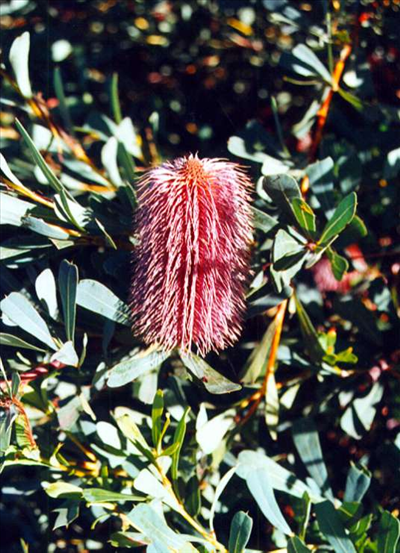 Banksia Oreophila 200mm