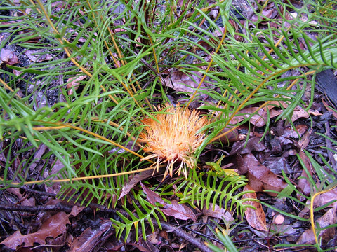 Banksia pellaeifolia 140mm