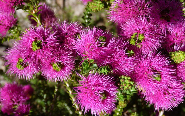 Beaufortia elegans pink 140mm