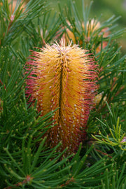 Banksia 'Birthday Candles' PF 250mm