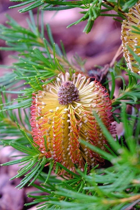 Banksia 'Birthday Candles' PF 250mm