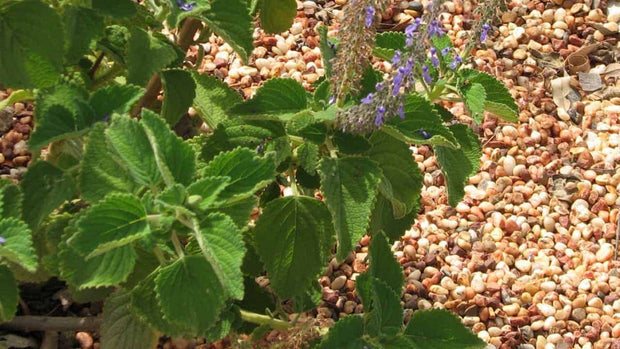Tucker Bush Basil 140mm