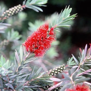 Callistemon Viminalis 'little silver' 140mm