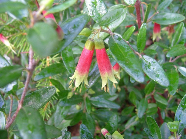 Correa Glabra red 140mm