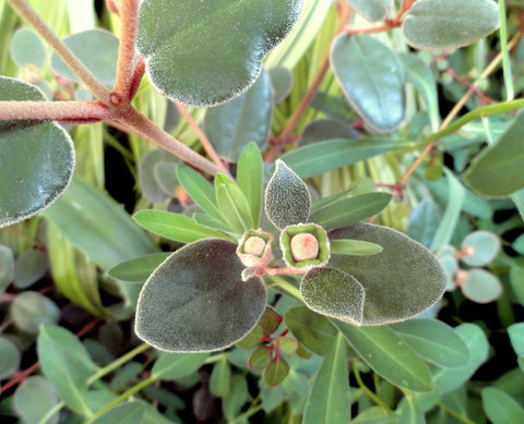 Correa backhouseana 140mm