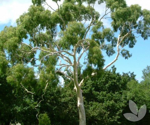Corymbia citriodora 200 mm