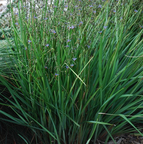 Dianella Seaspray 140mm
