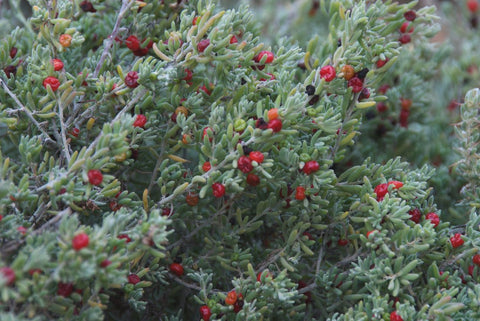 Tucker Bush Ruby Salt Bush 140mm