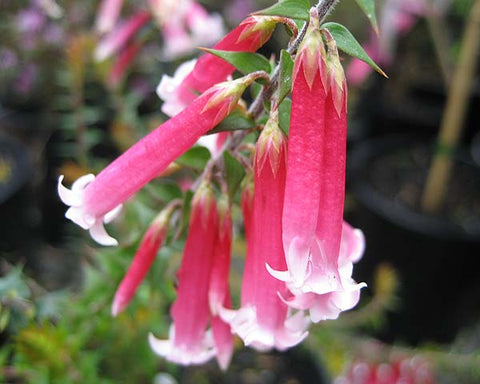 Epacris 'Nector Pink' 140mm