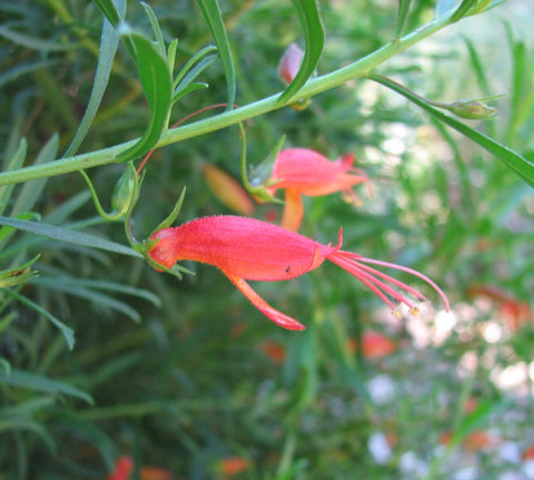 Eremophila decipiens 140mm
