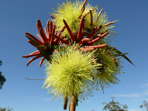 Eucalyptus Olivacea 'Summer Scentsation' 140mm