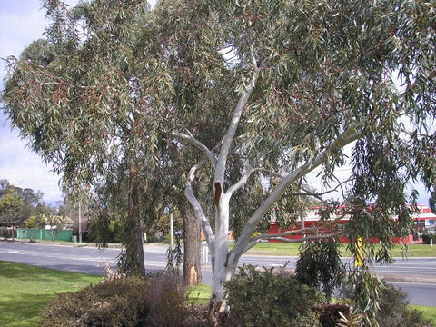 Eucalyptus 'Little Snowman' 42cm