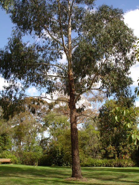 Eucalyptus Ovata 'Swamp Gum' 200mm