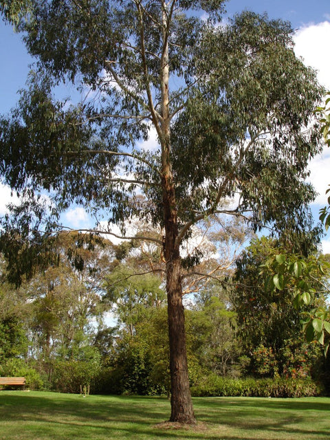 Eucalyptus Ovata 'Swamp Gum' 45lt