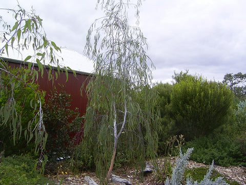 Eucalyptus Sepulcralis 'Weeping Gum' 200 mm