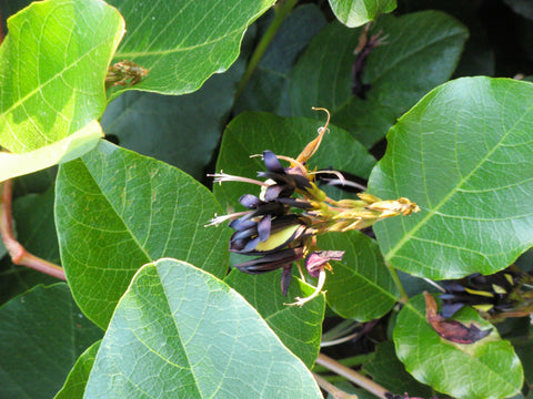 Kennedia nigricans 'Black Coral Pea' 140mm