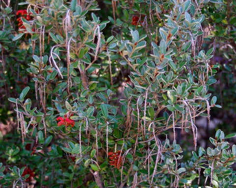 Grevillea diminuta 140mm