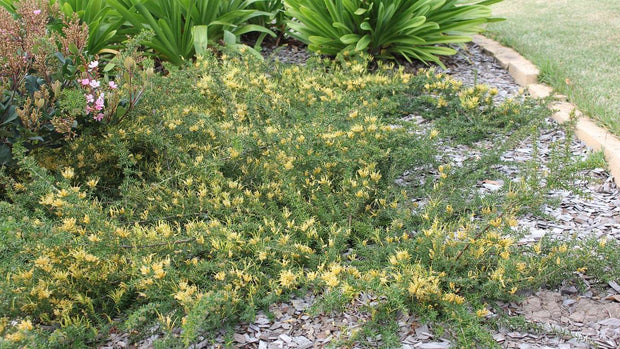 Grevillea 'Gold Cluster' 140mm