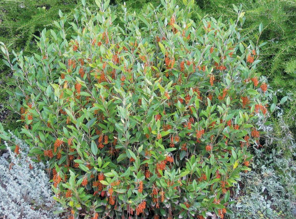 Grevillea 'Murray Valley Queen' 140mm