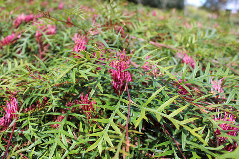 Grevillea 'Bronze Rambler' 140mm