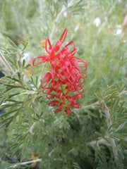 Grevillea 'Sea Spray' 140mm