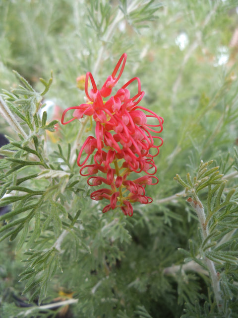 Grevillea 'Sea Spray' Tube