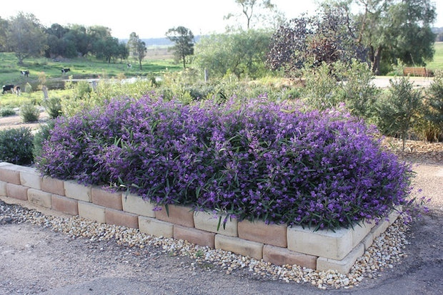 Hardenbergia 'Meema' 140mm