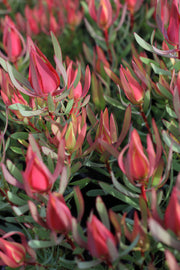 Leucadendron 'Harlequin' 180mm