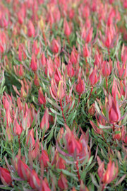 Leucadendron 'Harlequin' 180mm