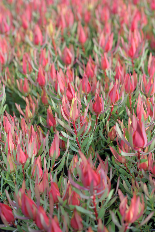 Leucadendron 'Harlequin' 250mm