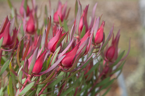 Leucadendron 'Harlequin' 180mm