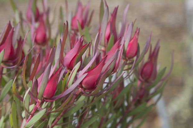 Leucadendron 'Harlequin' 250mm