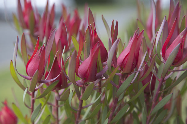 Leucadendron 'Harlequin' 250mm
