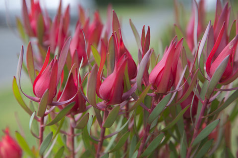 Leucadendron 'Harlequin' 180mm