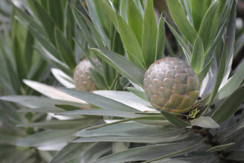 Leucadendron 'Silver Tree' 200mm