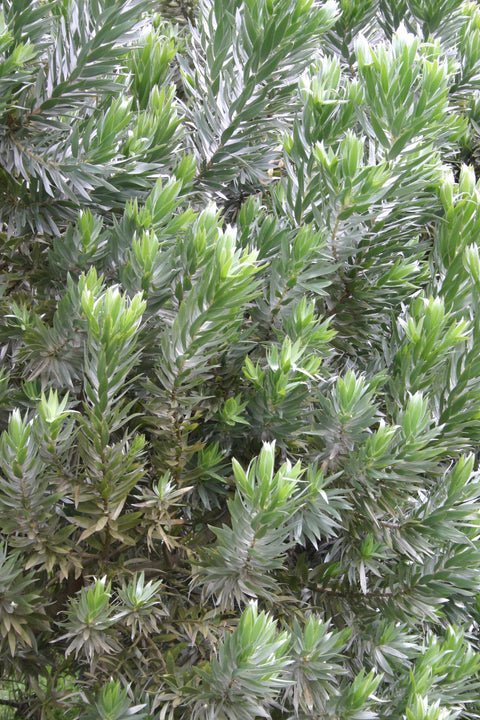 Leucadendron 'Silver Tree' 200mm