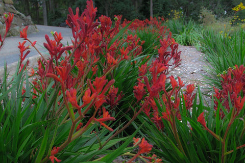 Anigozanthos 'Bush Fury' 140mm