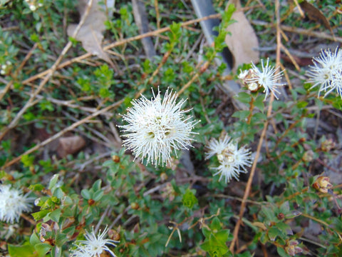 Tuckerbush Kunzea pomifera prostrata 200mm