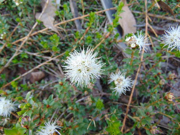 Kunzea pomifera prostrata 140mm