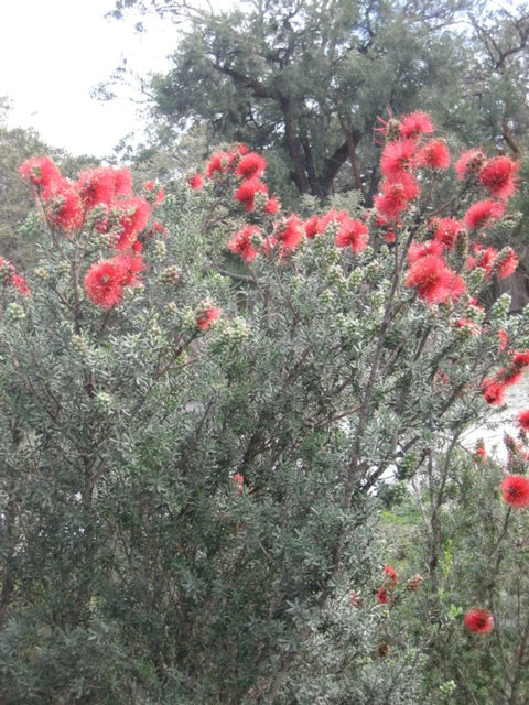 Kunzea Pulchella 'Grey Form' 140mm