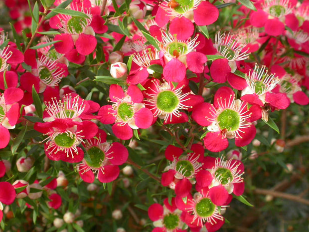 Leptospermum Outrageous 140mm