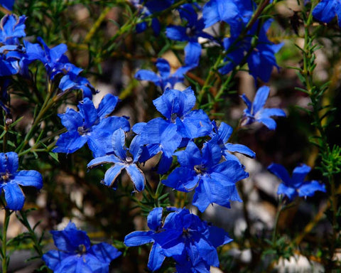 Lechenaultia Biloba 'Sky High' 140mm
