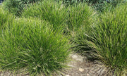 Lomandra 'Lime Tuff' 140mm