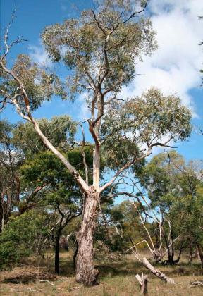 Eucalyptus Viminalis 'Manna Gum' tube