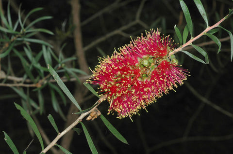 Callistemon rugulosa 140mm
