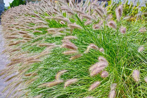 Pennisetum 'foxtail grass' 140mm