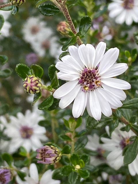 Olearia minor 140mm